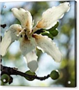 Exotic Flower - Blooming Silk Floss Tree Ceiba Speciosa Acrylic Print