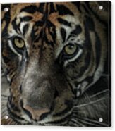 Eye Of The Tiger Acrylic Print