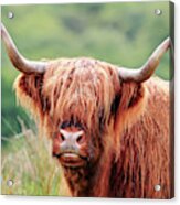 Face-to-face With A Highland Cow Acrylic Print