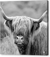 Face-to-face With A Highland Cow - Monochrome Acrylic Print