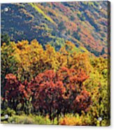 Fall Colors Along Avalanche Creek Road Acrylic Print