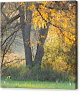 Fall Comes To The Pecan Bottom Acrylic Print