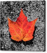 Fall Foliage Orange Red Maple Leaf In A Rivulet Acrylic Print