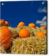 Fall Pumpkins Acrylic Print