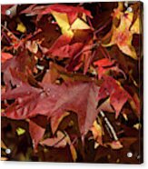 Fall Sweetgum Leaves Df004 Acrylic Print