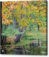 # Fall Tree In Water Acrylic Print