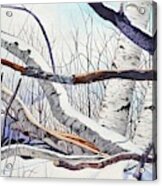 Fallen Birch Trees After The Snowstorm In Watercolor Acrylic Print