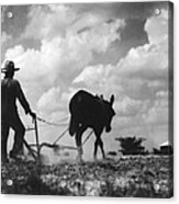 Farmer And Mule Acrylic Print