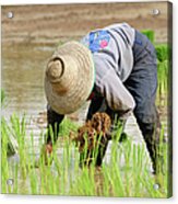 Farming Acrylic Print