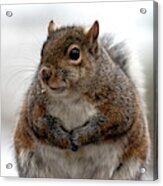 Feeling Fluffy, Squirrel Photo Acrylic Print