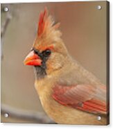 Female Cardinal Portrait Acrylic Print