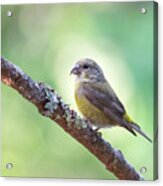 Female Red Crossbill (loxia Curvirostra) Perched On Tree Branch, Point Reyes National Seashore, California, Usa Acrylic Print