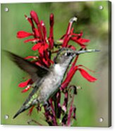 Female Ruby-throated Hummingbird Dsb0325 Acrylic Print