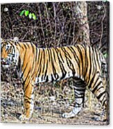 Female Tiger Cub Acrylic Print
