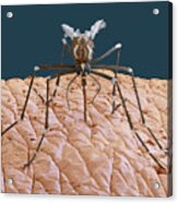 Female Yellow Fever Mosquito, Sem Acrylic Print