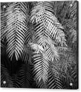 Fern Variations In Infrared Acrylic Print