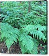 Ferns The Ancestors Of Our Trees Acrylic Print