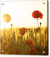 Field Of Poppies At Dawn Acrylic Print