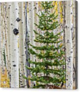 Fir Sapling In Quaking Aspen Forest Acrylic Print