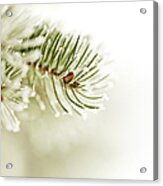 Fir Tree Branch Acrylic Print