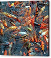 Fish Fight Acrylic Print