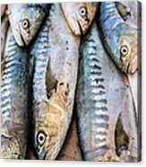 Fish In Market, Taghazout, Morocco Acrylic Print