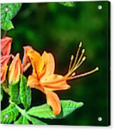 Flaming Azalea Acrylic Print