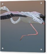 Flamingo Escape Acrylic Print