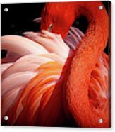 Flamingo Acrylic Print