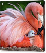 Flamingo Mom With Her Chick Acrylic Print