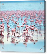 Flamingoes Acrylic Print