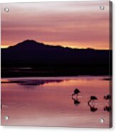 Flamingos At Laguna Chaxa In Atacama Desert, Chile. Acrylic Print