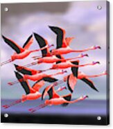 Flamingos In Flight Acrylic Print