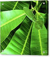 Flat Green Leaf Mantis Panama Acrylic Print