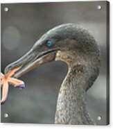 Flightless Cormorant With Seastar Acrylic Print