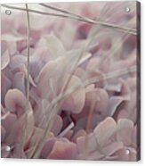 Floral Abstract In Pink Acrylic Print