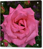 Floribunda Rose - Double Pink Acrylic Print