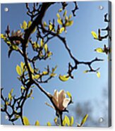 Flower Budding On Tree Acrylic Print