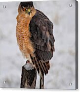 Fluffy Cooper's Hawk In Snow Acrylic Print