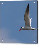 Flying Tern Acrylic Print
