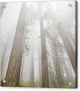 Fog In The Redwoods Acrylic Print