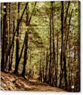 Follow The Path Cook Forest Pa Square Acrylic Print