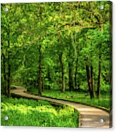 Forest Boardwalk Acrylic Print