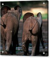 Forest Elephant Loxodonta Africana Acrylic Print