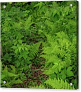 Forest Floor In Summer Acrylic Print