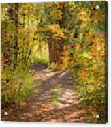 Forest Road 0905 Acrylic Print