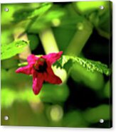 Forest Treasure Hot Pink Acrylic Print
