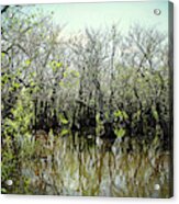 Spooked In The Everglades Acrylic Print