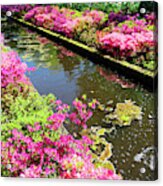 Pink Rododendron Flowers Acrylic Print