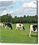 Four Grazing  Cows In The Pasture In Acrylic Print